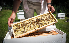 Open honey bee hive