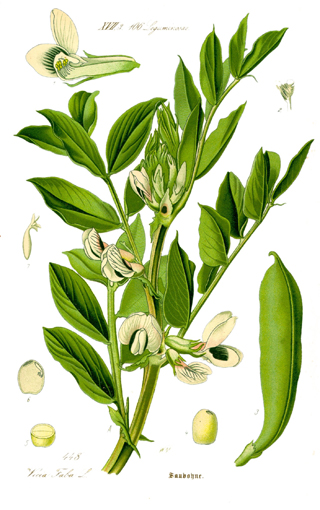 Botanical drawing of bean plant