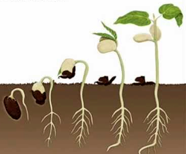 Growing stages of a bean plant