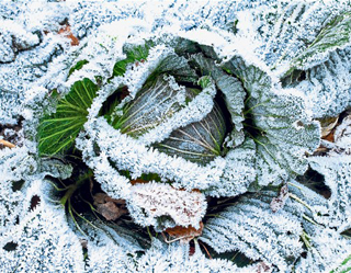 Cabbage in Winter Garden