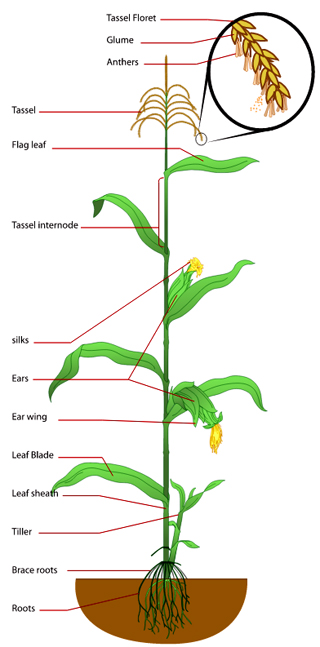 Corn plant diagram