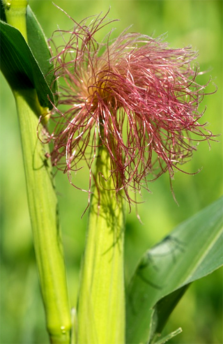 Corn plant in garden