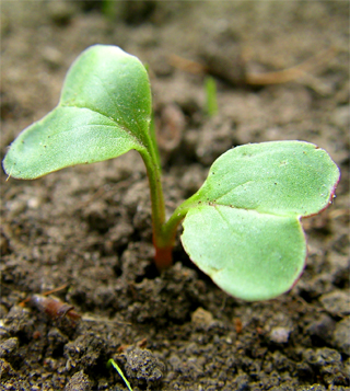 Radish seedling