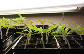 Seedlings under fluorescent lights