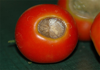 Blossom end rot on tomato