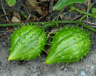 Wild cucumber or Oregon Manroot
