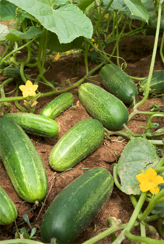 Cucumber fruits