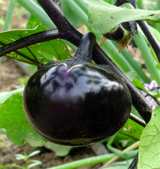 Eggplant in Garden