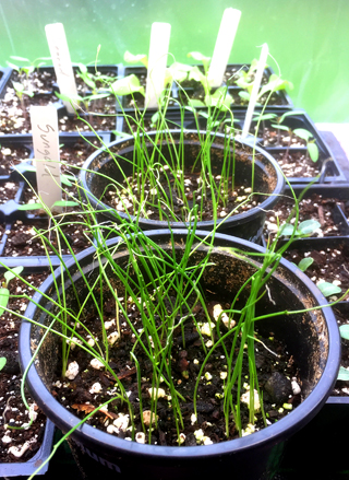 Onions from seed